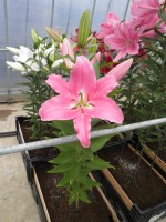 [1883 Apogee VH No02.JPG]